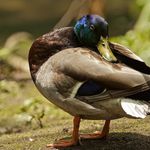 (Photo courtesy Tom Andres/ NYBG) A mallard plays it cool